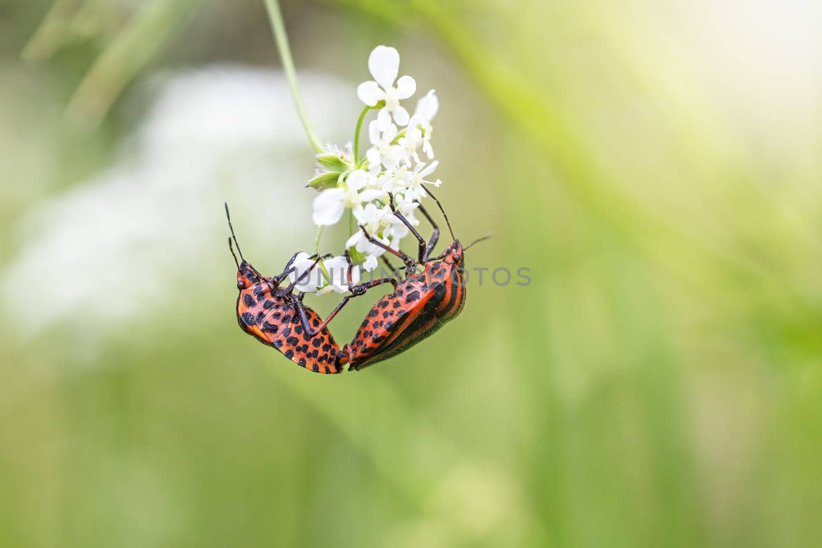 Mating pair of Striped bug  (Graphosoma lineatum) posing on a white flower plant. Horizontally.