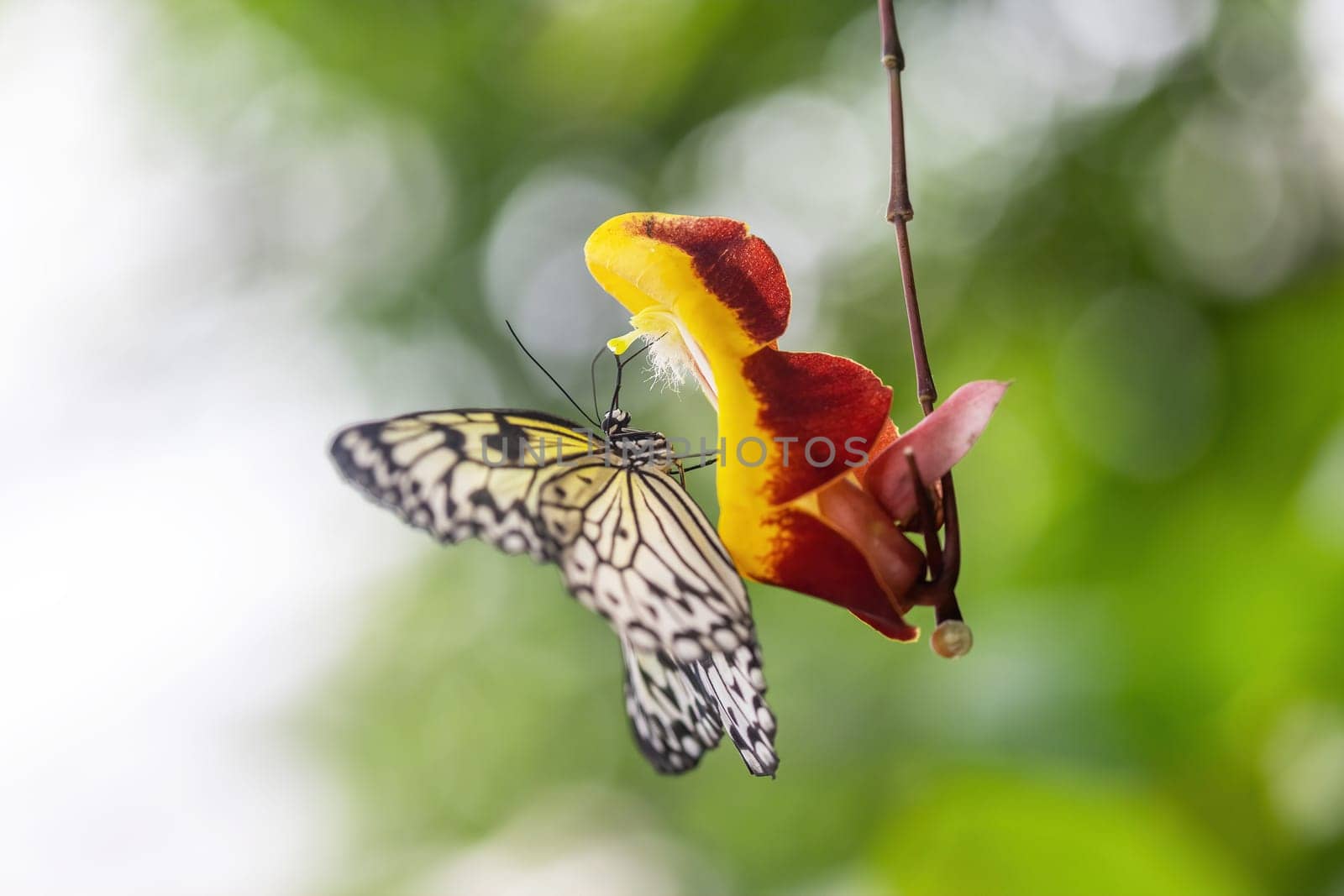 Malabar Tree Nymph butterfly is hung on a red and yellow flower.