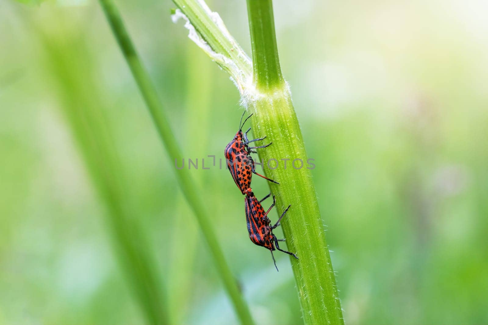 Mating pair of  Striped bug (Graphosoma lineatum) is crawling up the stem of a plant.. Horizontally.