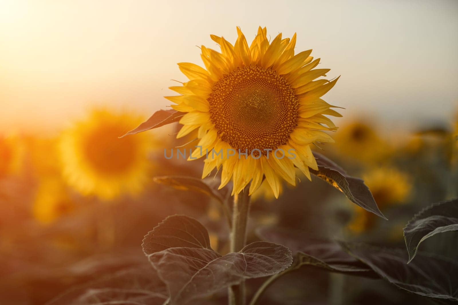 A beautiful field of sunflowers against the sky in the evening light of a summer sunset. Sunbeams through the flower field. Natural background. Copy space