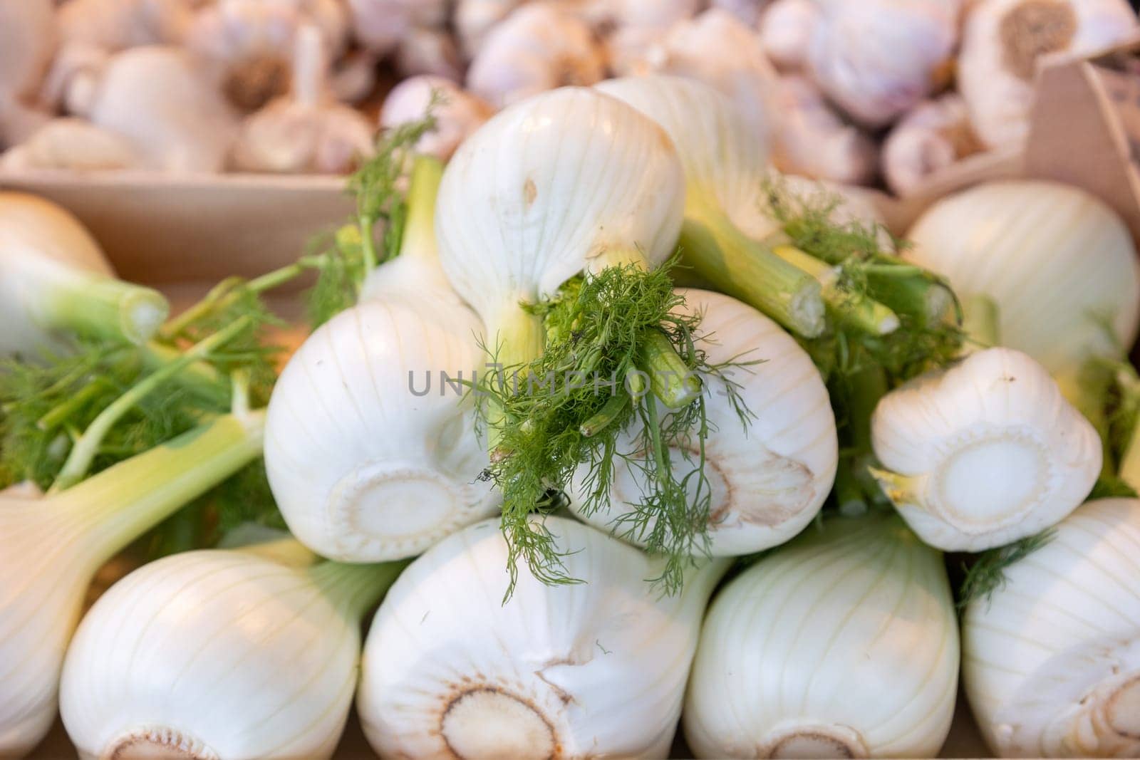 Fresh fennel bulbs with white layers and vibrant green fronds neatly arranged at a farmers market. Ideal for food photography, farm-fresh produce, gourmet cooking, and healthy eating concepts