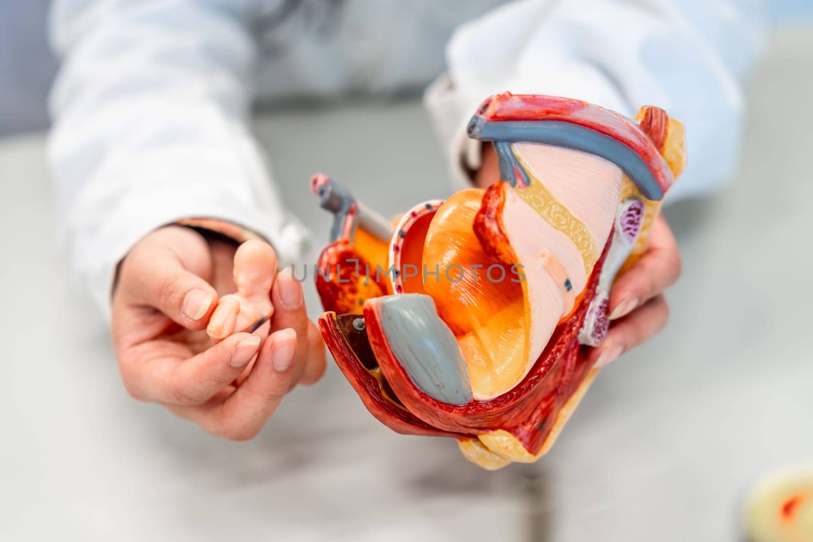 Doctor explaining pregnancy using anatomical model of female reproductive organs and fetus in university or clinic