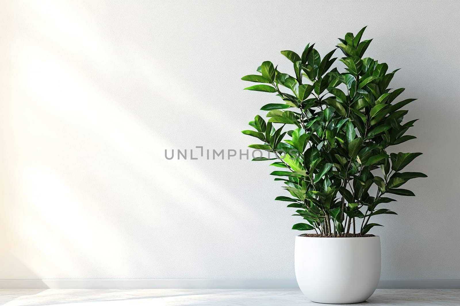 Zamioculcas plant in white flowerpot on white wall. Minimalist home decor concept with copy space