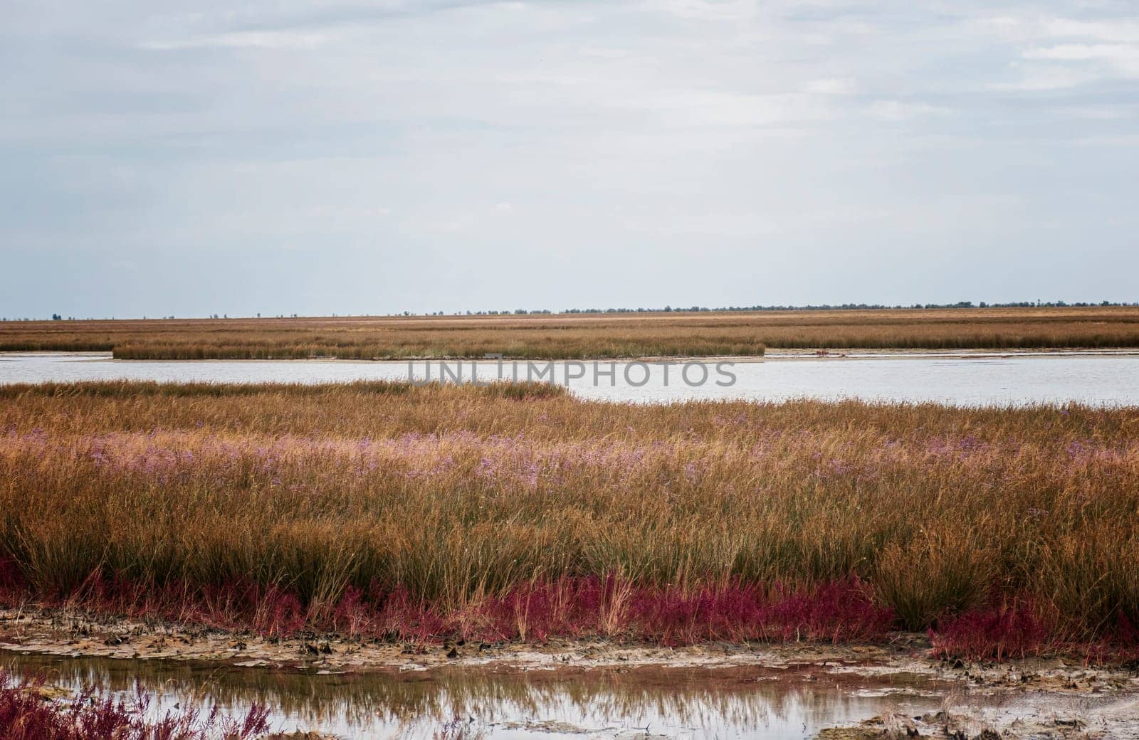 picturesque meadows and swamps of the island of Dzhagarych. bright grass grows on white sand. among the multi-colored grass you can see lakes of blue water. on the horizon is a bright blue sky