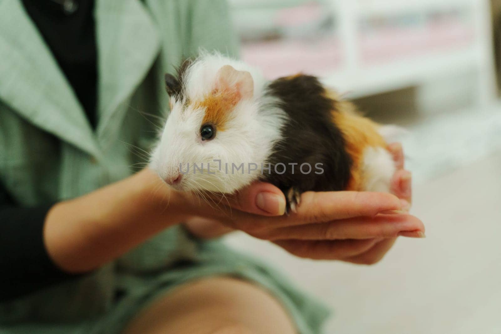 Gently holds a guinea pig, highlighting its charming coat of orange, black, and white.