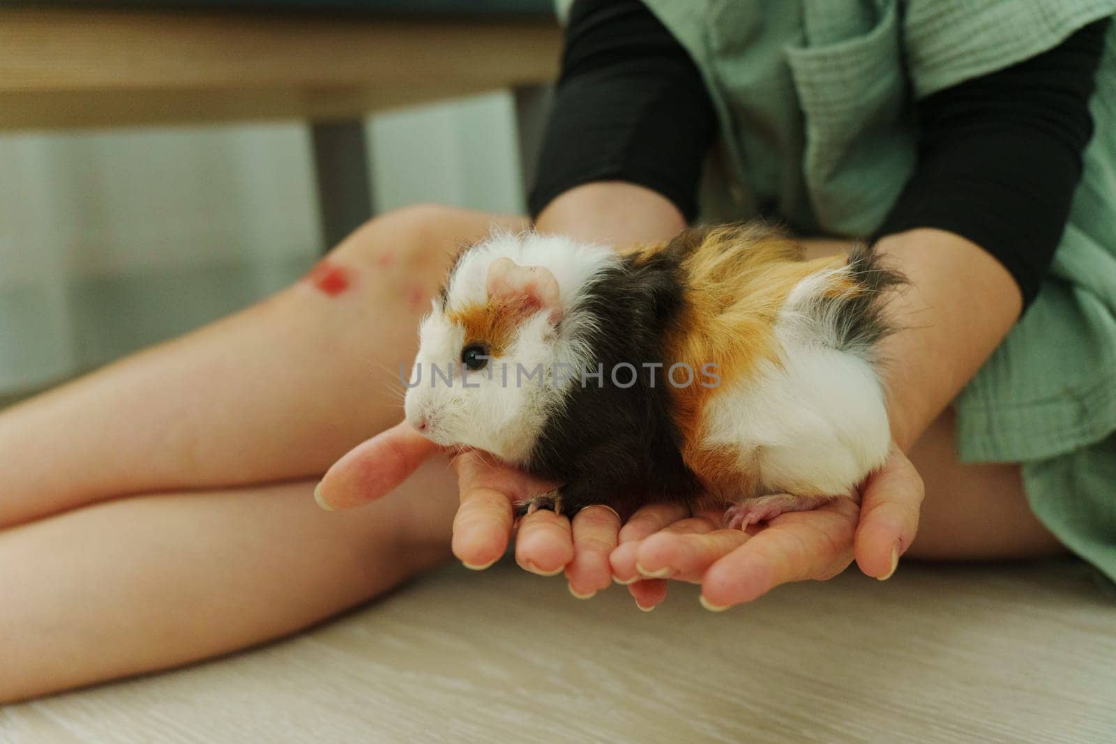 Lively guinea pig rests on a hand, its soft fur showcasing vibrant patches, a nurturing home