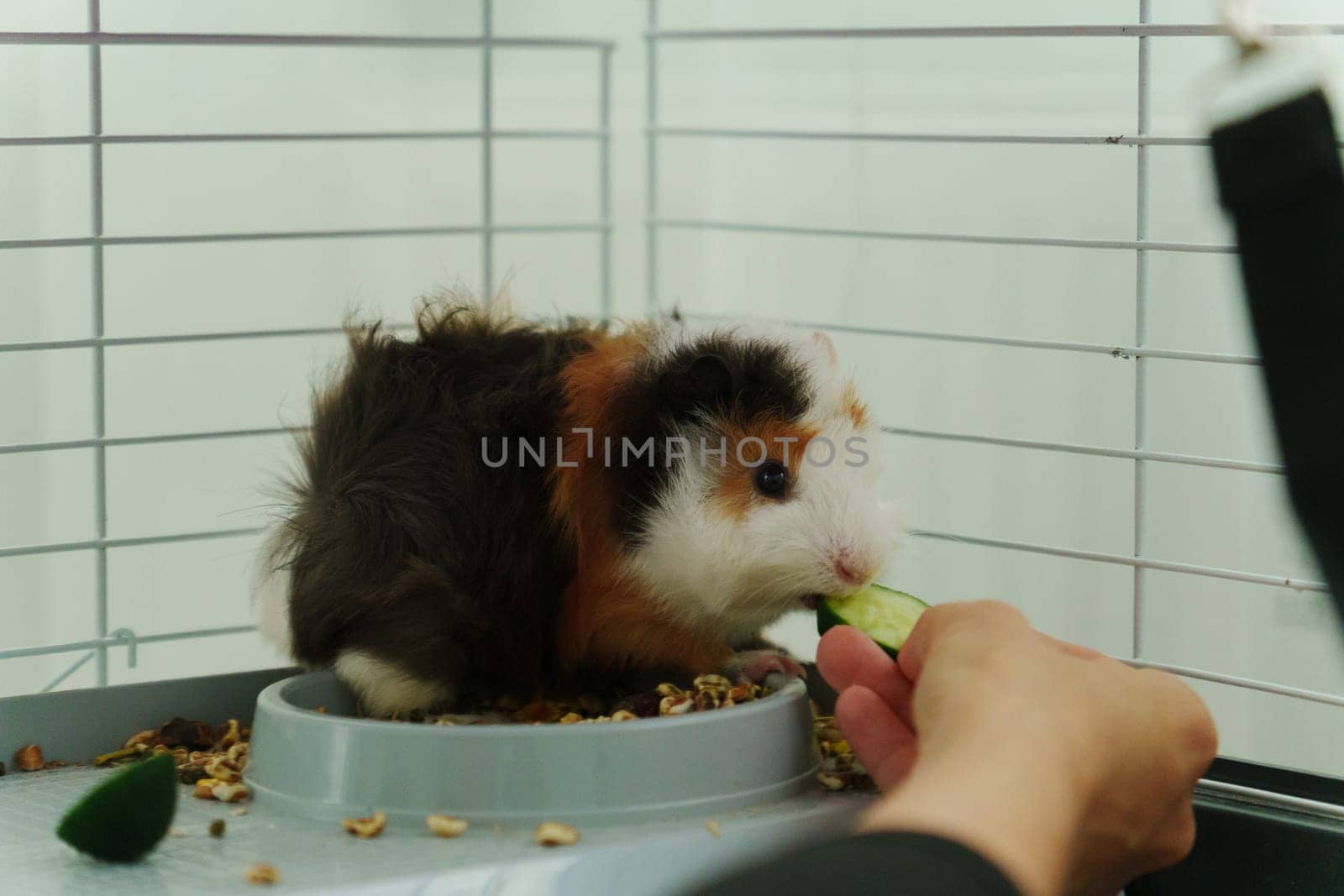 A playful guinea pig eagerly reaches for a slice of fresh cucumber during a delightful afternoon