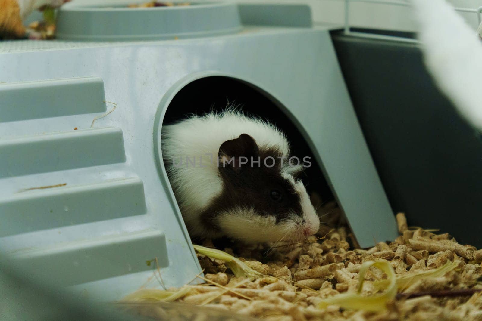 A curious guinea pig exploring its cozy cage while nibbling on fresh veggies during a sunny afternoon in a loving home