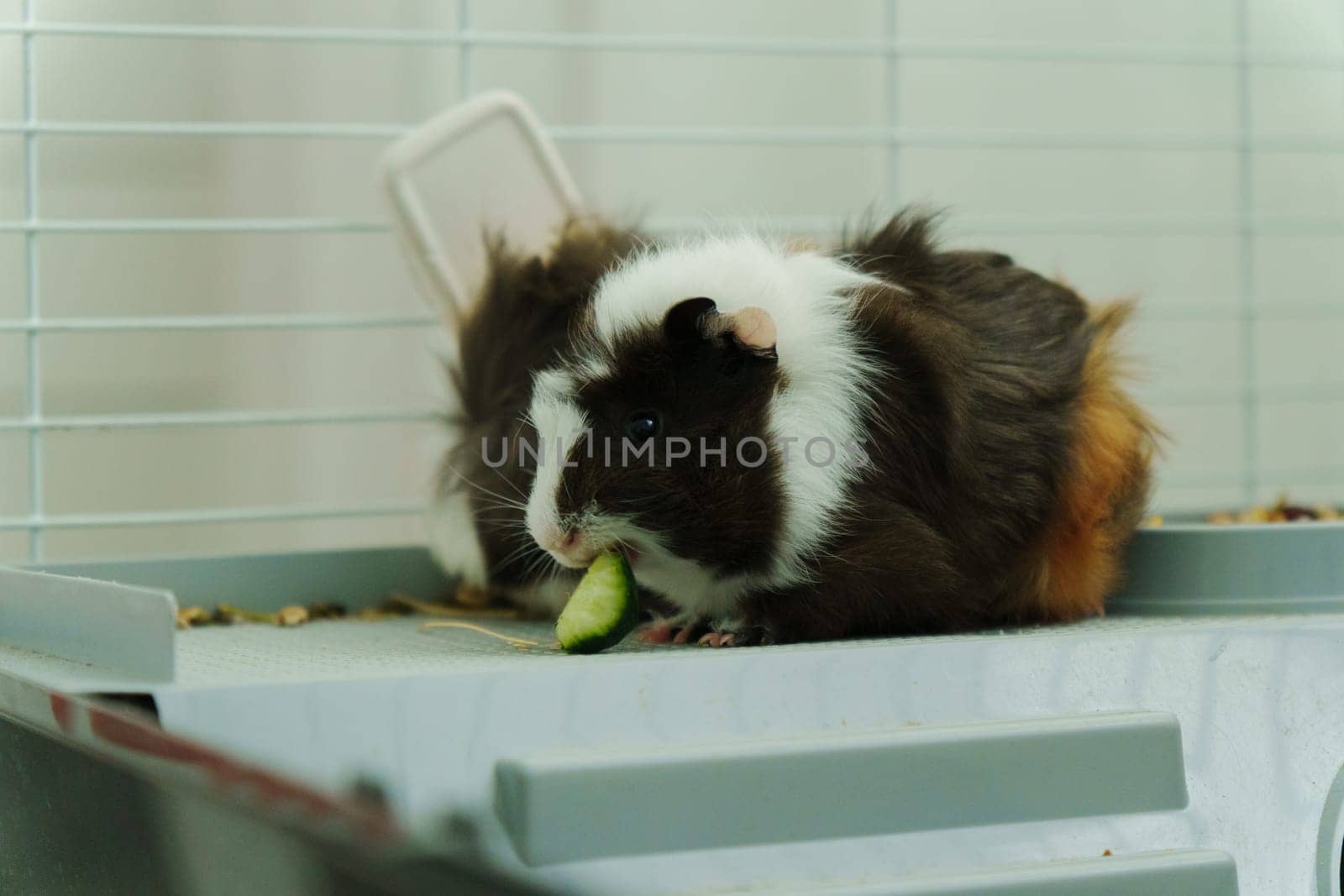 A cheerful guinea pig enjoys a delicious cucumber slice offered by its caring owner in a cozy indoor habitat