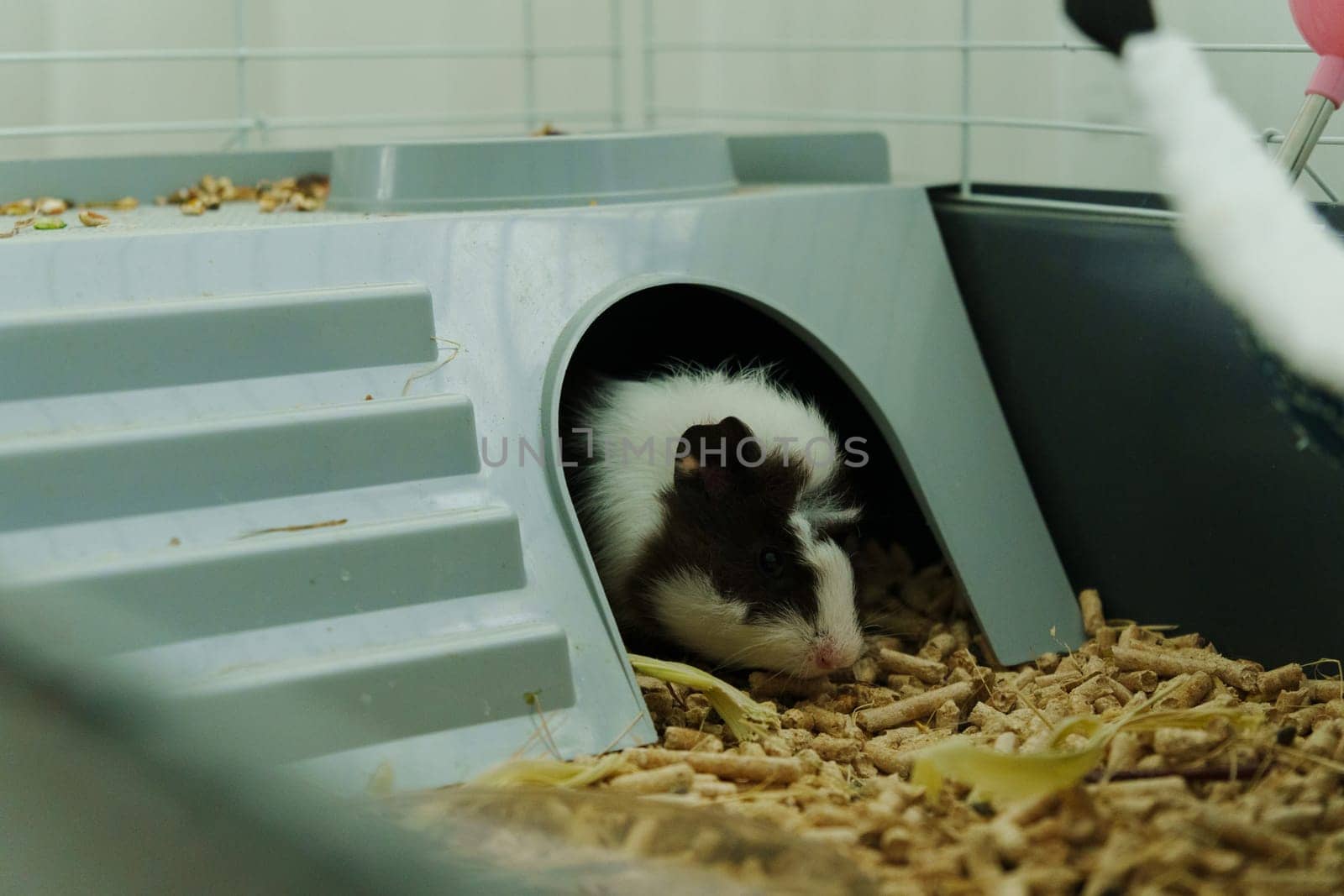 A curious guinea pig exploring its cozy cage while nibbling on fresh veggies during a sunny afternoon in a loving home