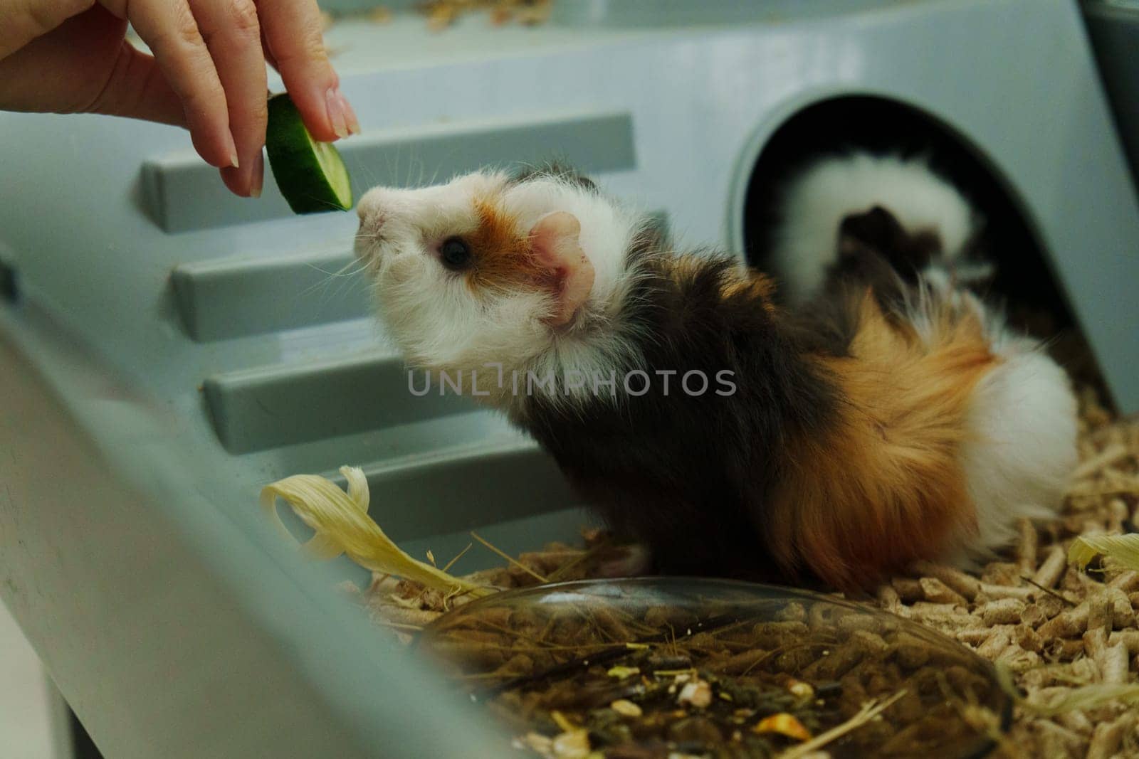 Guinea pig peeks out of its cozy habitat while enjoying a refreshing slice of cucumber in the early