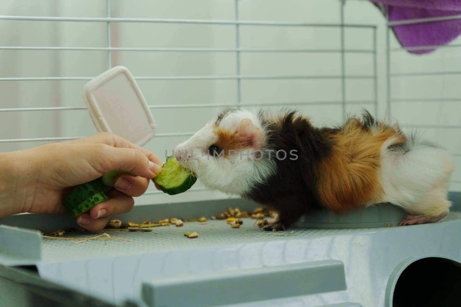 Gentle hand offers a crisp slice of cucumber, the inquisitive guinea pig emerges, savoring the refreshing treat with delight