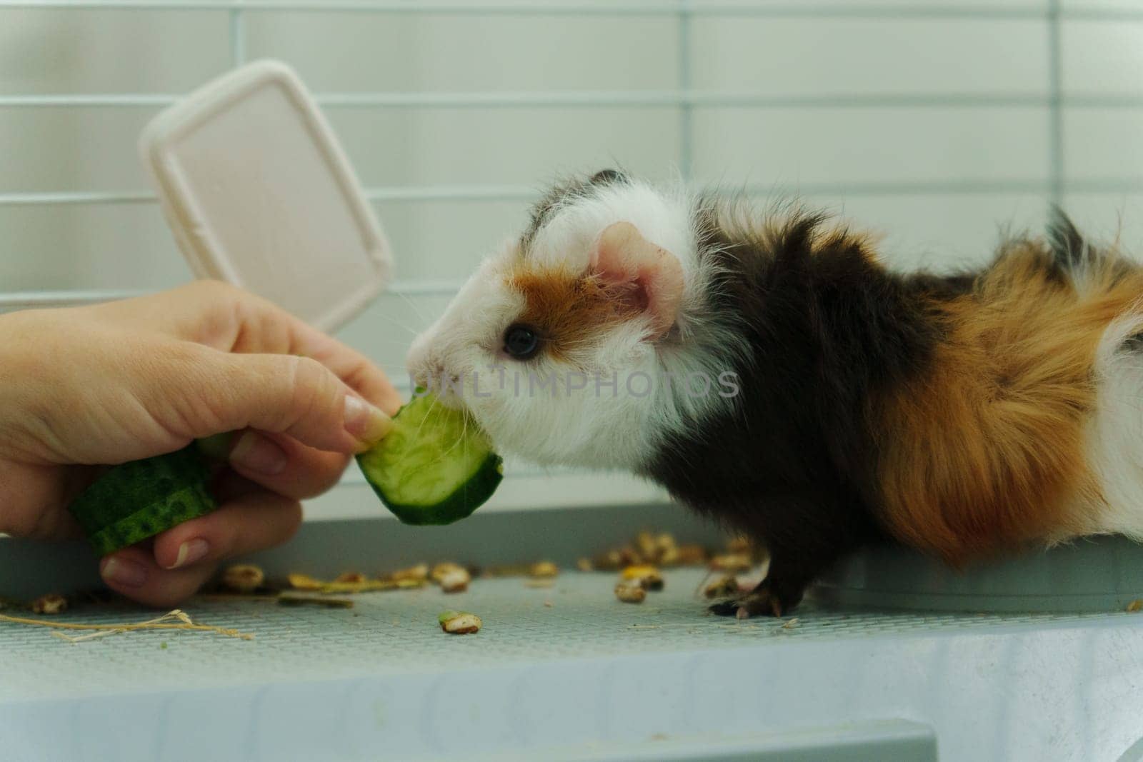 Gentle hand offers a crisp slice of cucumber, the inquisitive guinea pig emerges, savoring the refreshing treat with delight