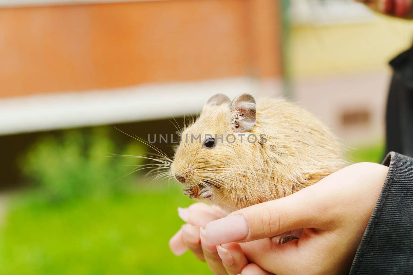 In a warm garden setting, a playful squirrel holds a nut in its paws. It sits comfortably on a hand, showcasing its fluffy fur