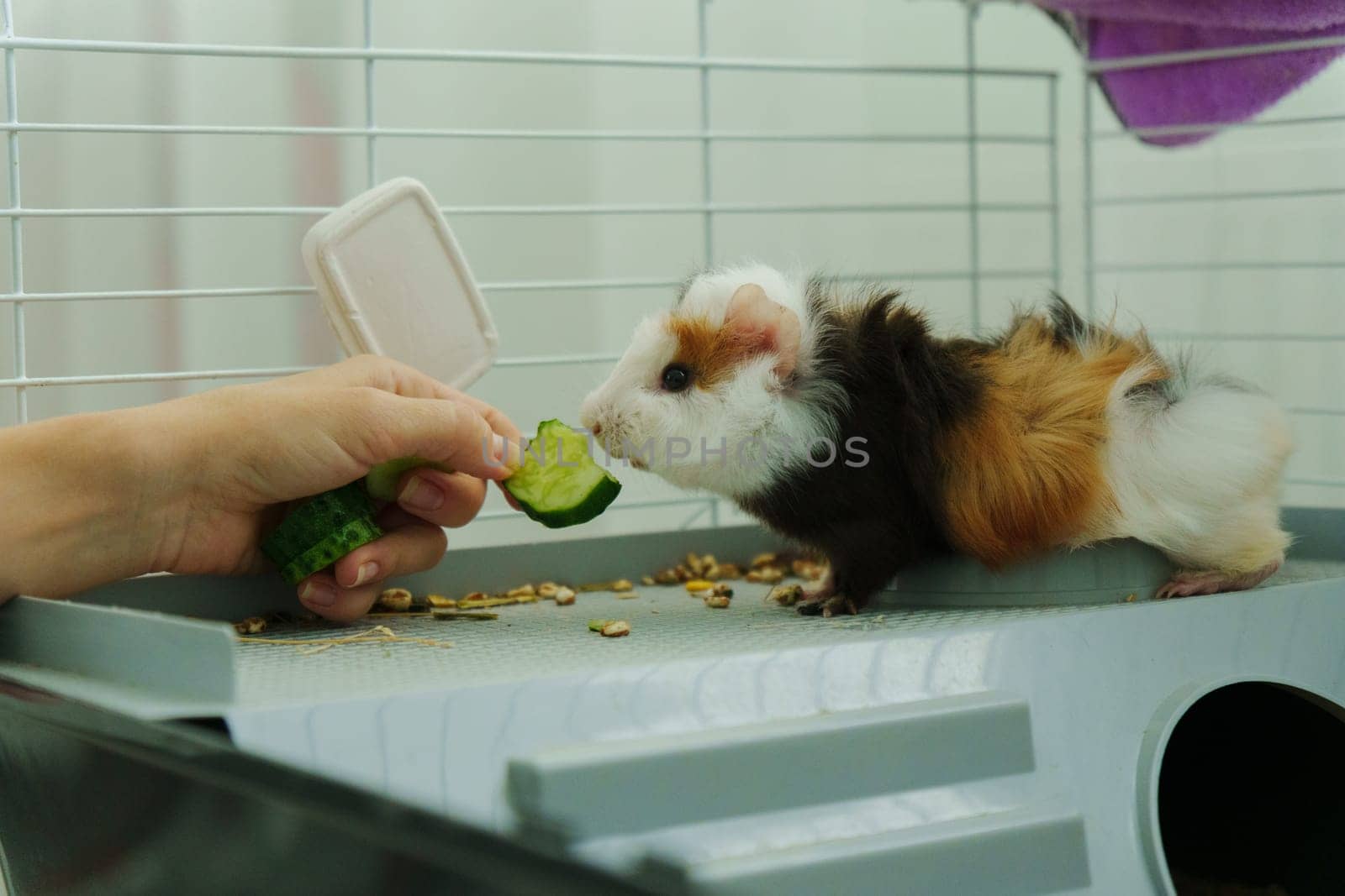 Gentle hand offers a crisp slice of cucumber, the inquisitive guinea pig emerges, savoring the refreshing treat with delight