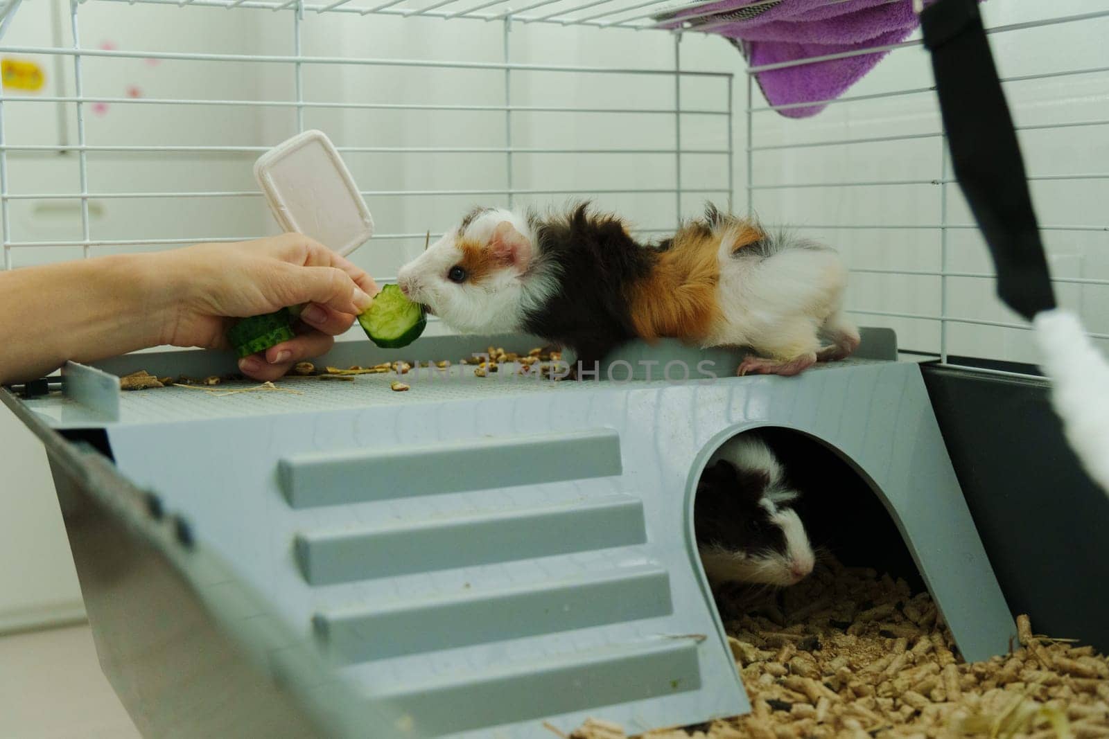 Guinea pig peeks out of its cozy habitat while enjoying a refreshing slice of cucumber in the early