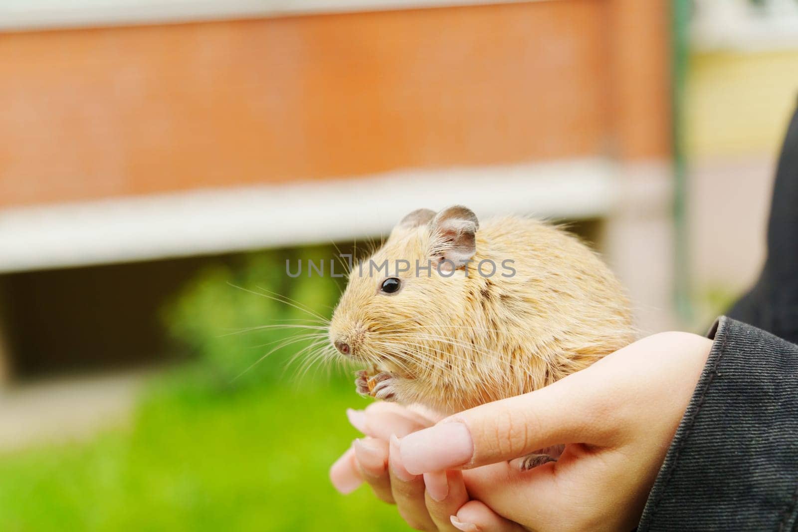 In a warm garden setting, a playful squirrel holds a nut in its paws. It sits comfortably on a hand, showcasing its fluffy fur