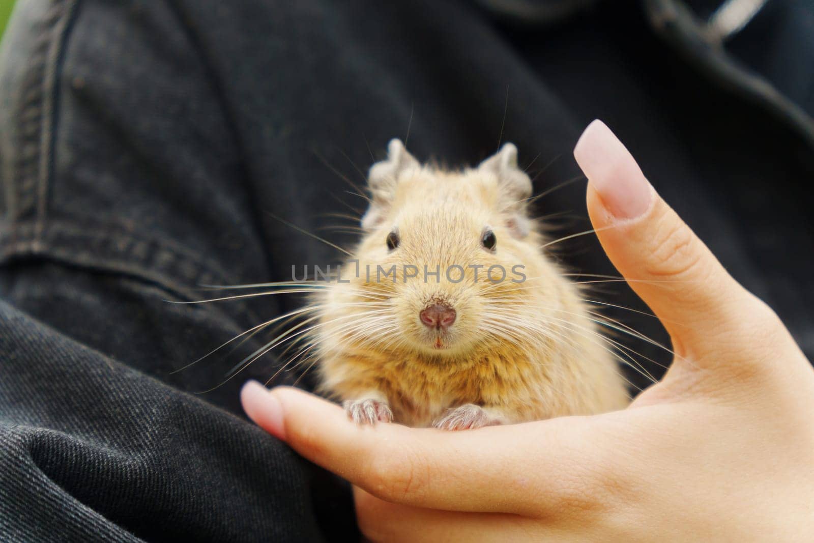 A curious squirrel explores the cozy lap of its owner on a sunny afternoon in a vibrant garden