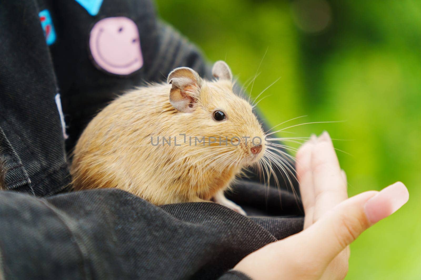 A curious squirrel explores the cozy lap of its owner on a sunny afternoon in a vibrant garden