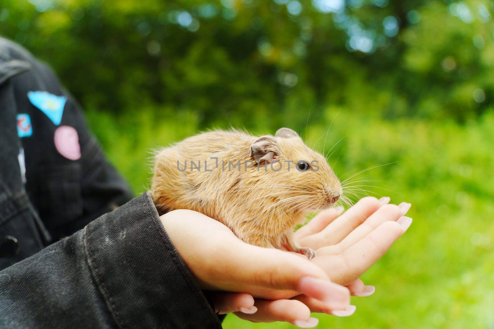 A curious squirrel gently on a hand during a sunny afternoon in the garden