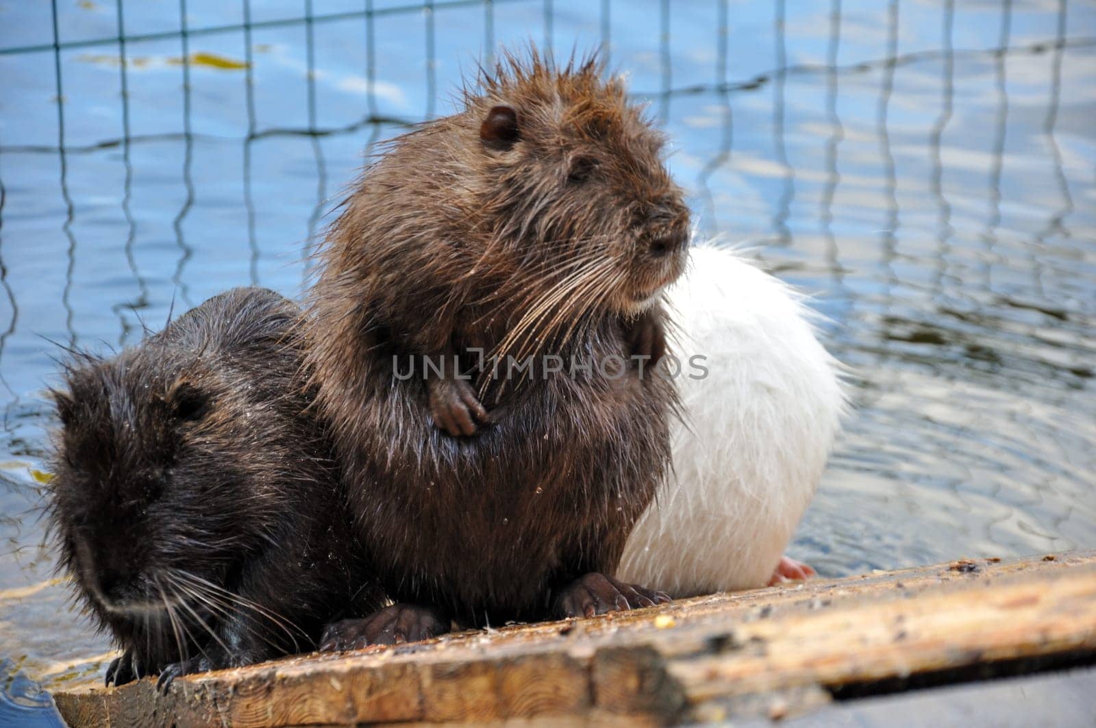 A group of Myocastor coypus nutria sit on a wooden platform near a river. Close-up