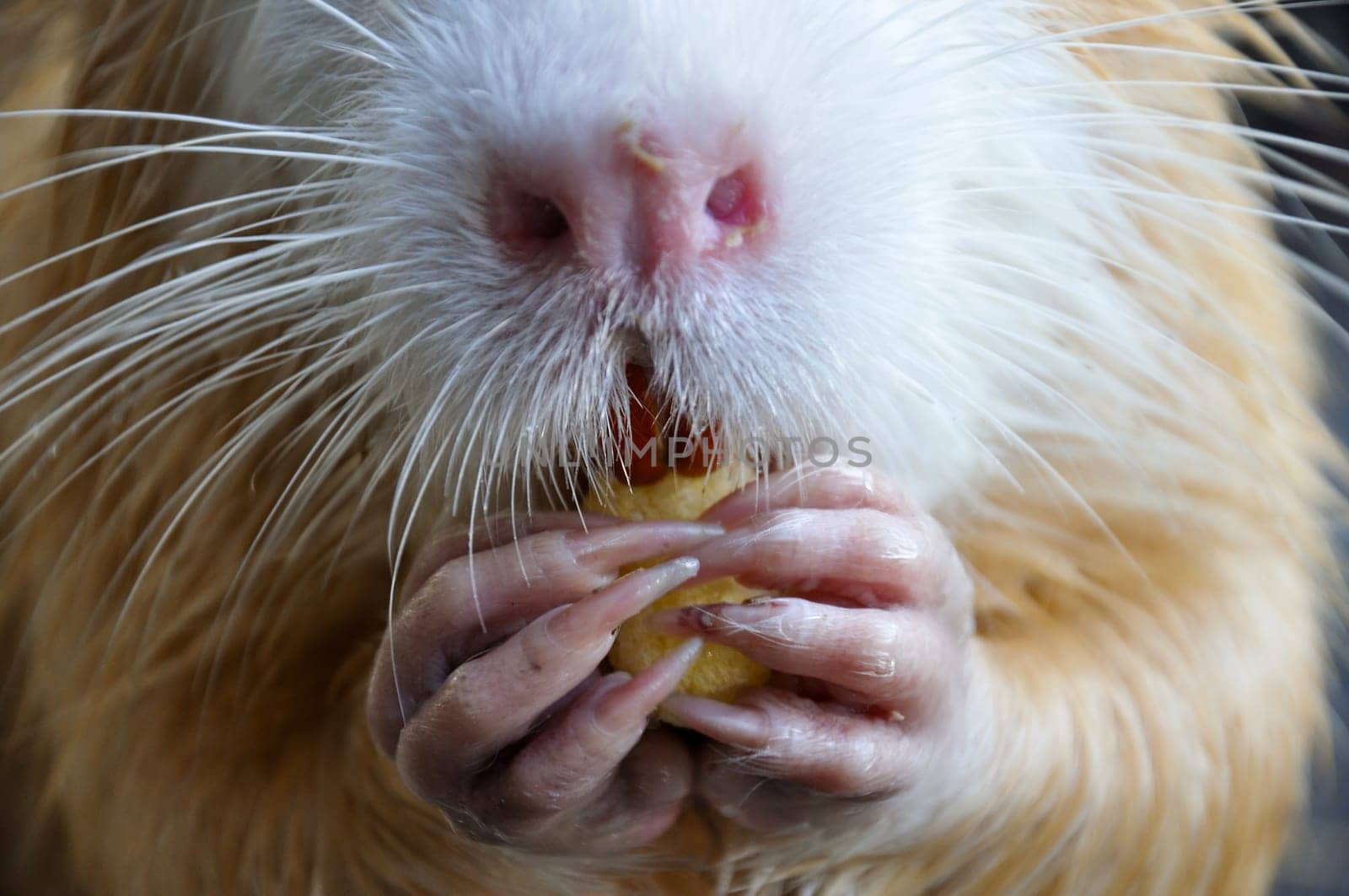 Myocastor coypus holds and eats food. Macro photo
