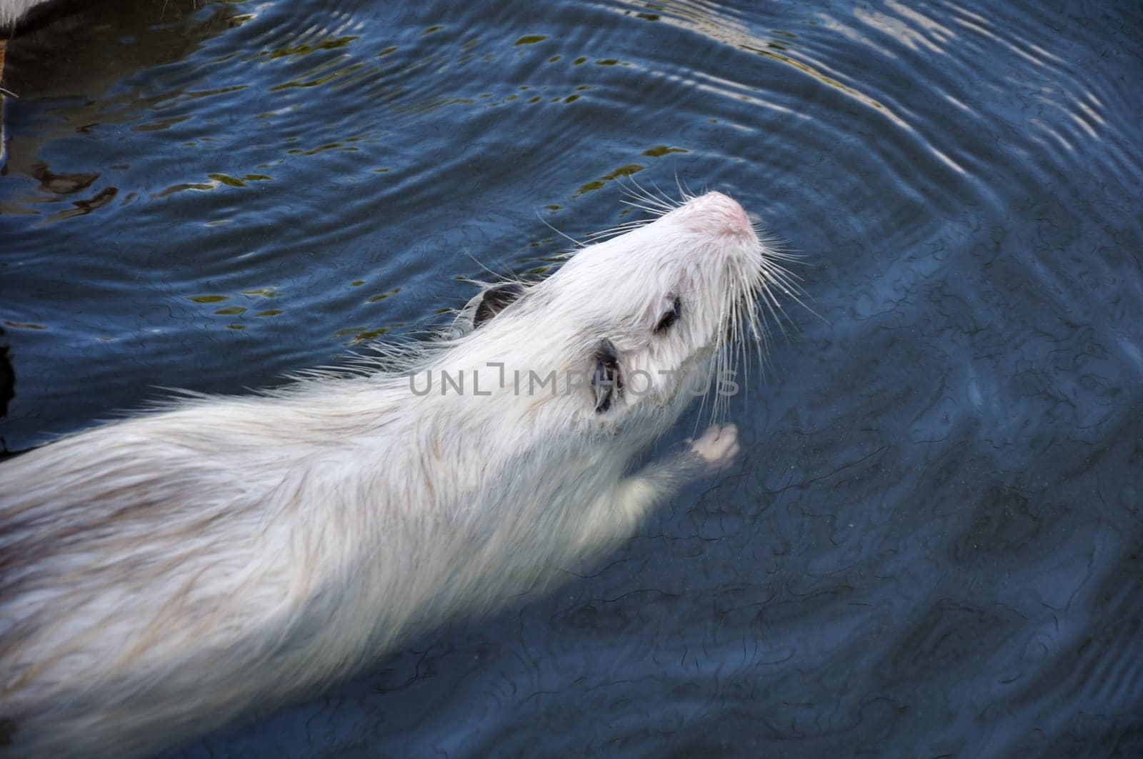 White Myocastor coypus swimming in water. View from above.