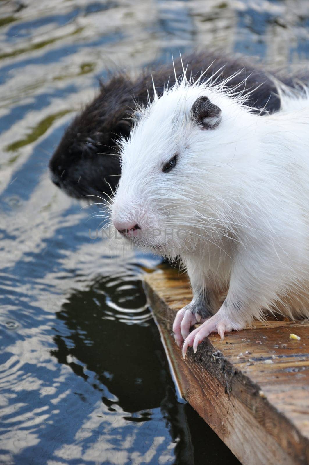 White and brown Myocastor coypus sitting on a wooden platform near a river. Close-up