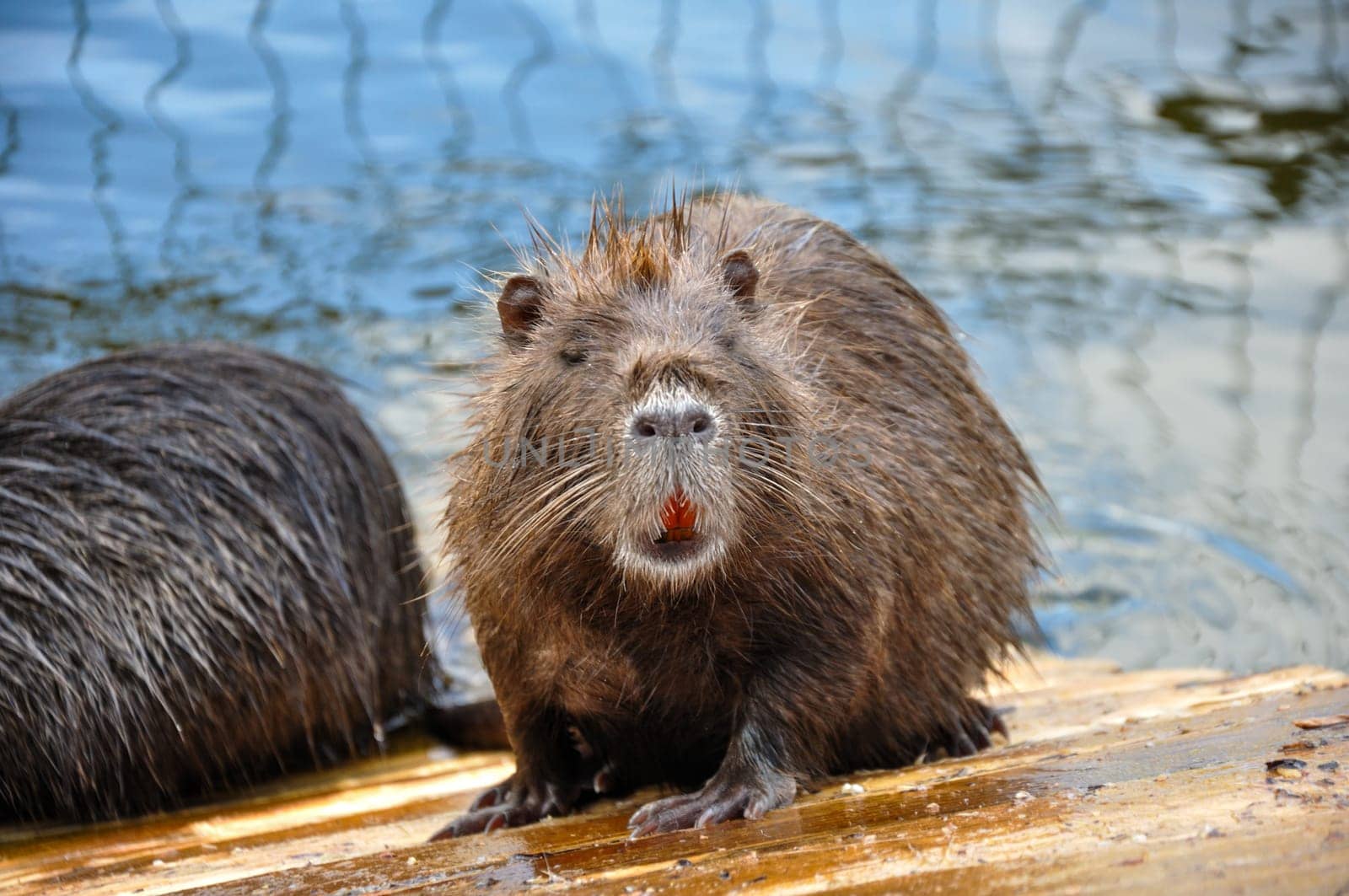 Myocastor coypus nutria on a wooden platform near a pond. Close-up