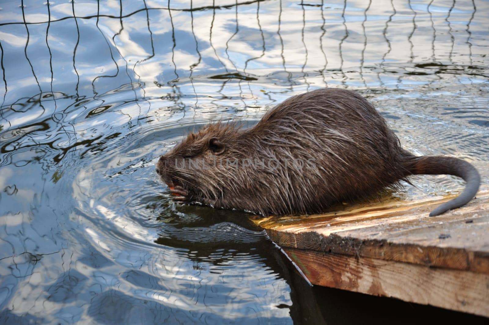 A wet Myocastor coypus nutria nibbles a carrot in water while sitting on a wooden platform