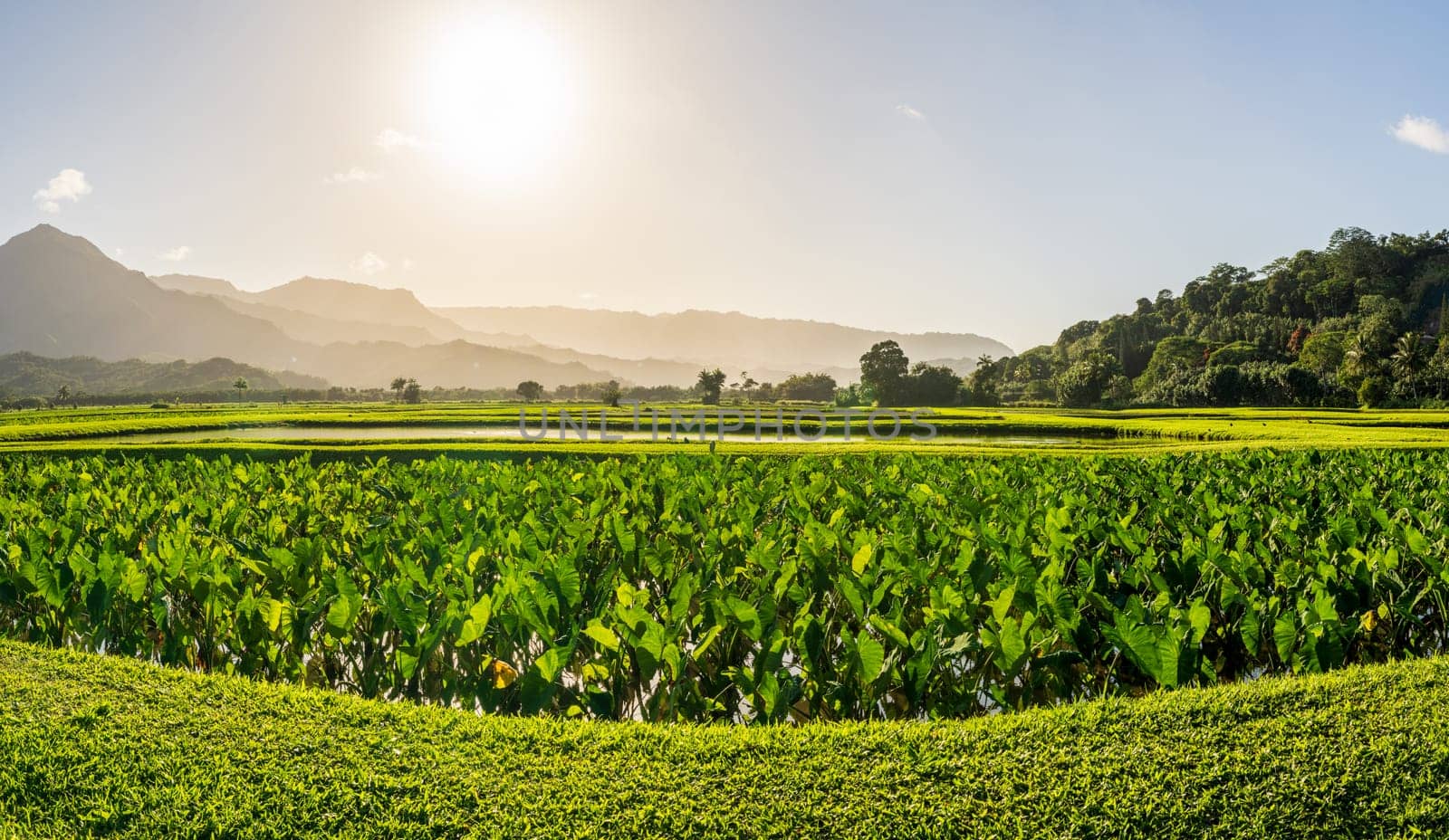 Lush taro fields bask in the sun near Hanalei on Kauai's north shore, framed by verdant mountains and clear skies. Tranquil agricultural scene