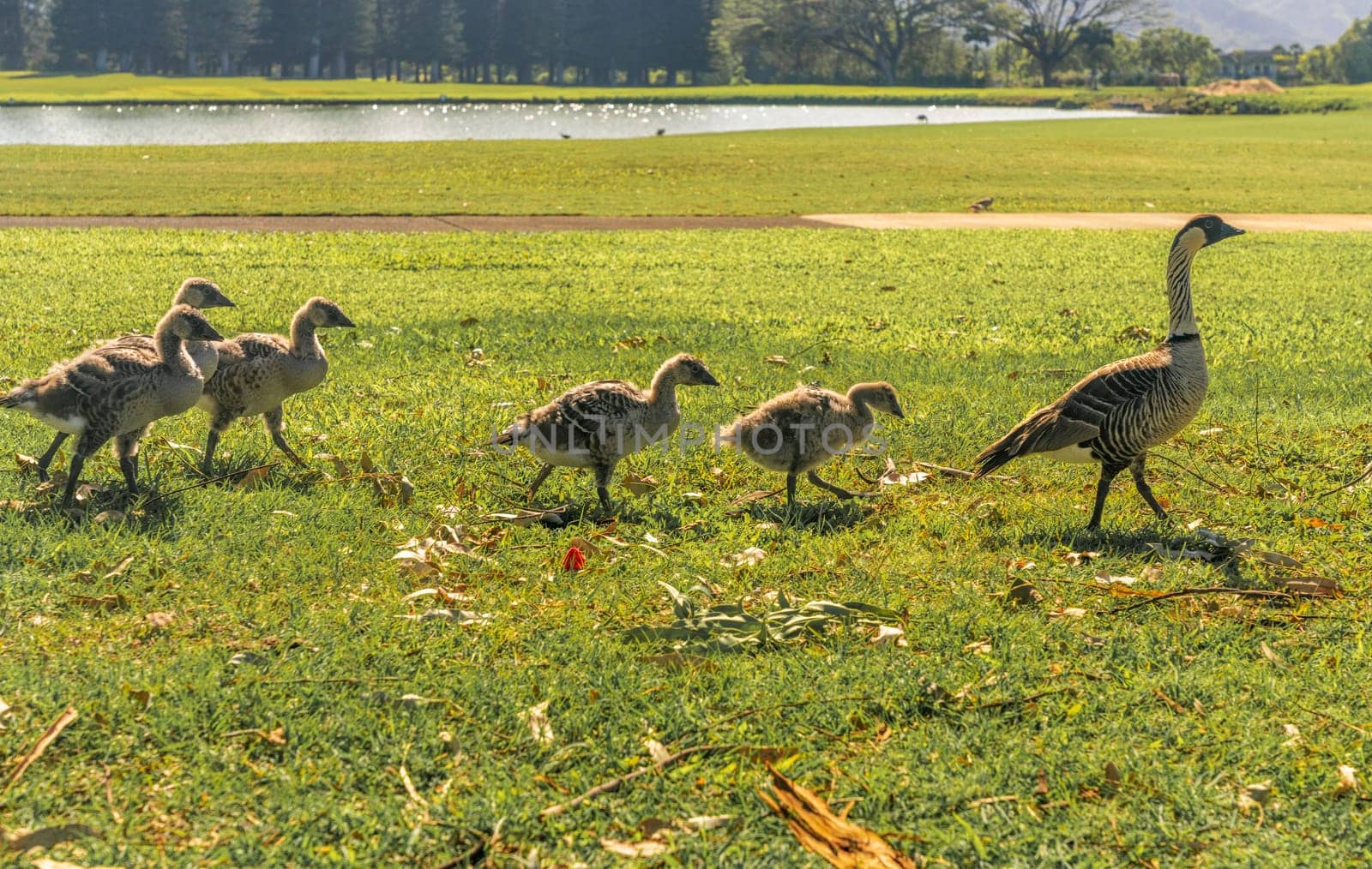 A family of endangered nene geese with their goslings waddle across a bright green meadow in Kauai, Hawaii, near a lake.