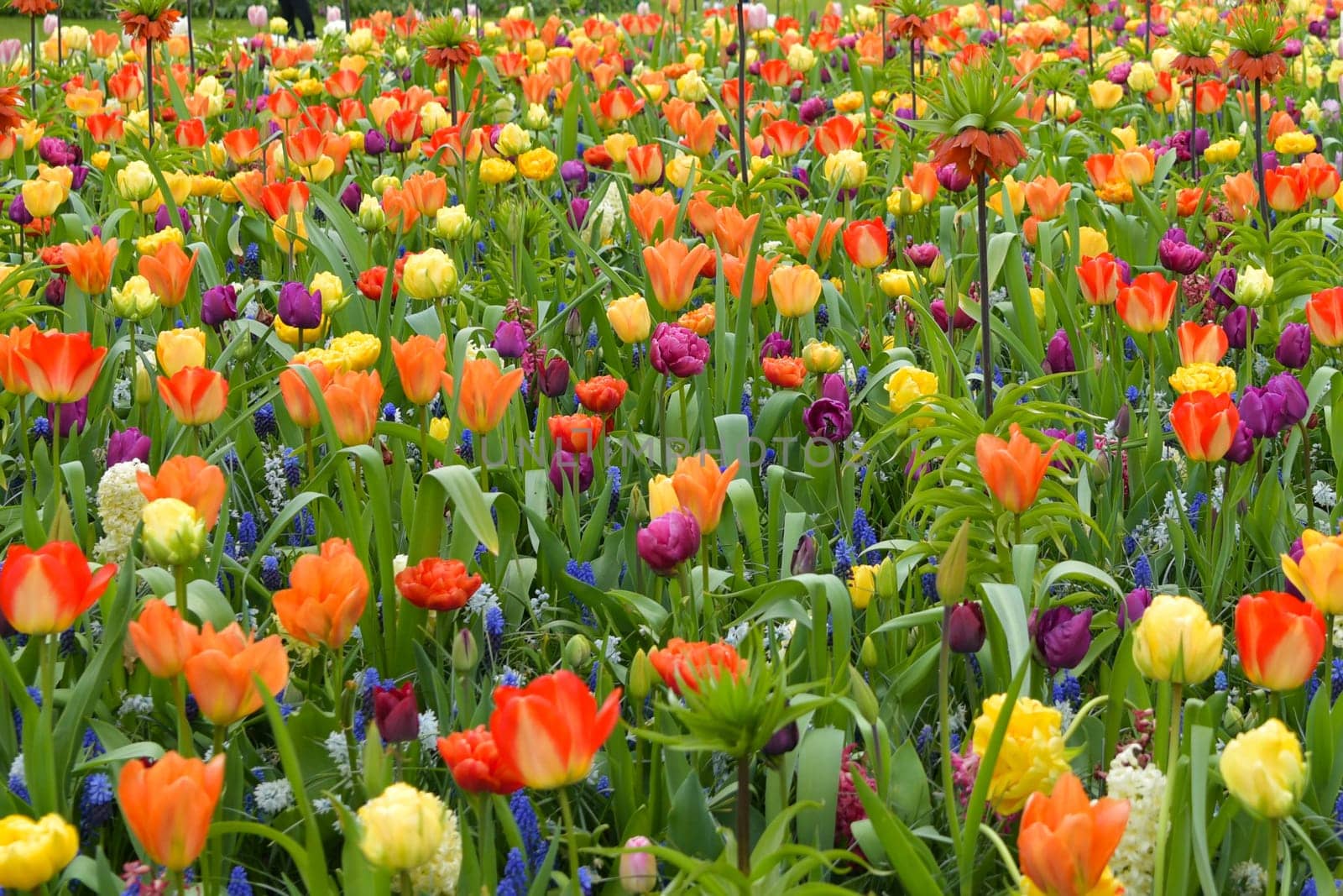 Multicolored tulip background in a park of Holland