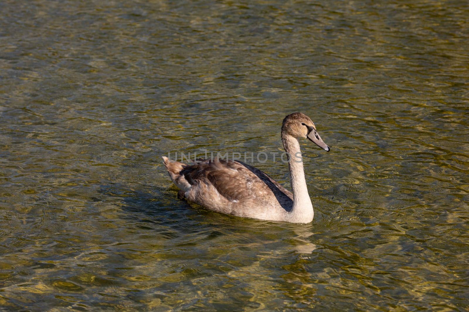 A young and elegant swan is gracefully swimming in the clear, tranquil waters, embodying the beauty of nature