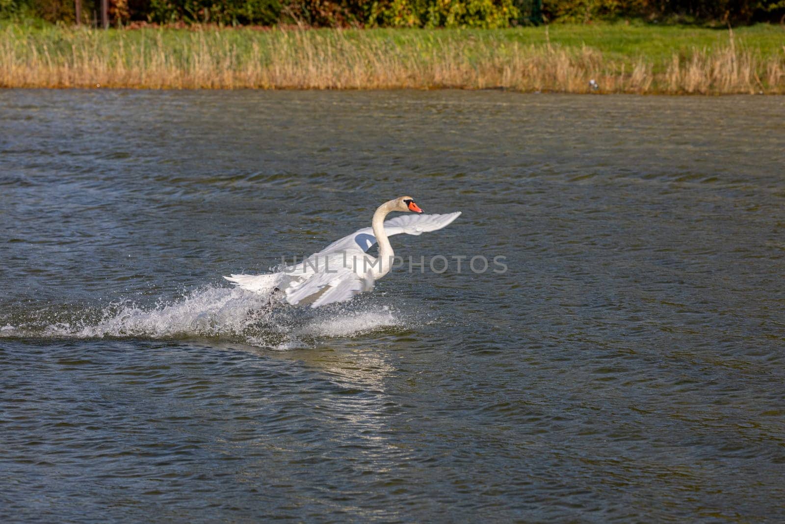 A majestic swan elegantly gliding over the calm and tranquil surface of a serene lake on a beautiful day
