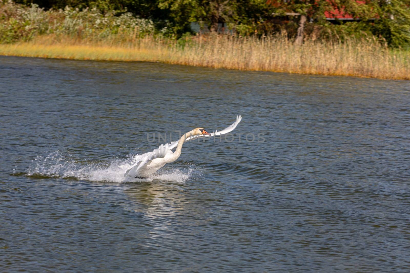 A stunning shot captures a heron diving elegantly into shimmering water, showcasing natures breathtaking beauty