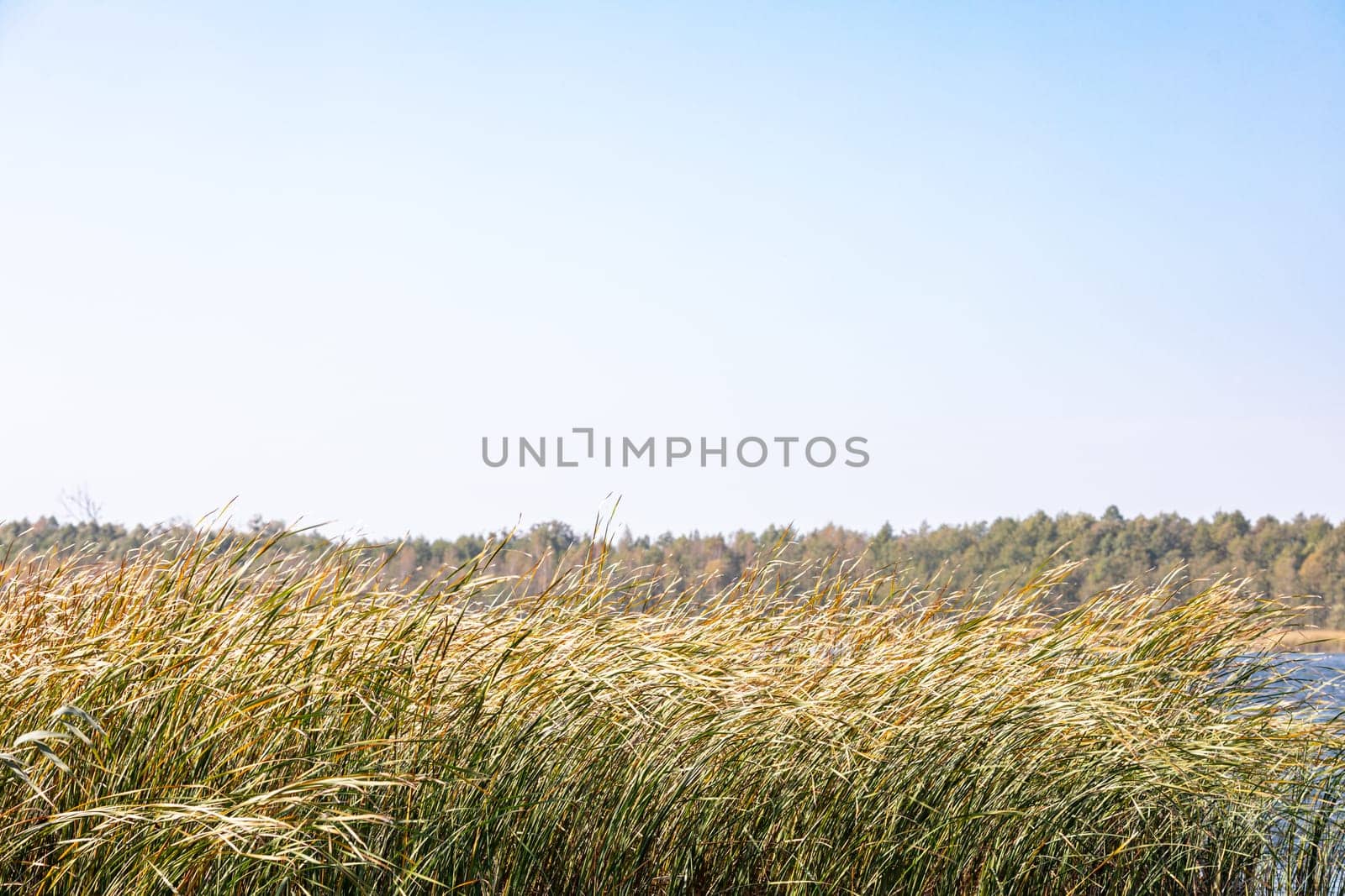 A serene and tranquil landscape filled with abundant and lush vegetation beneath a clear and bright blue sky