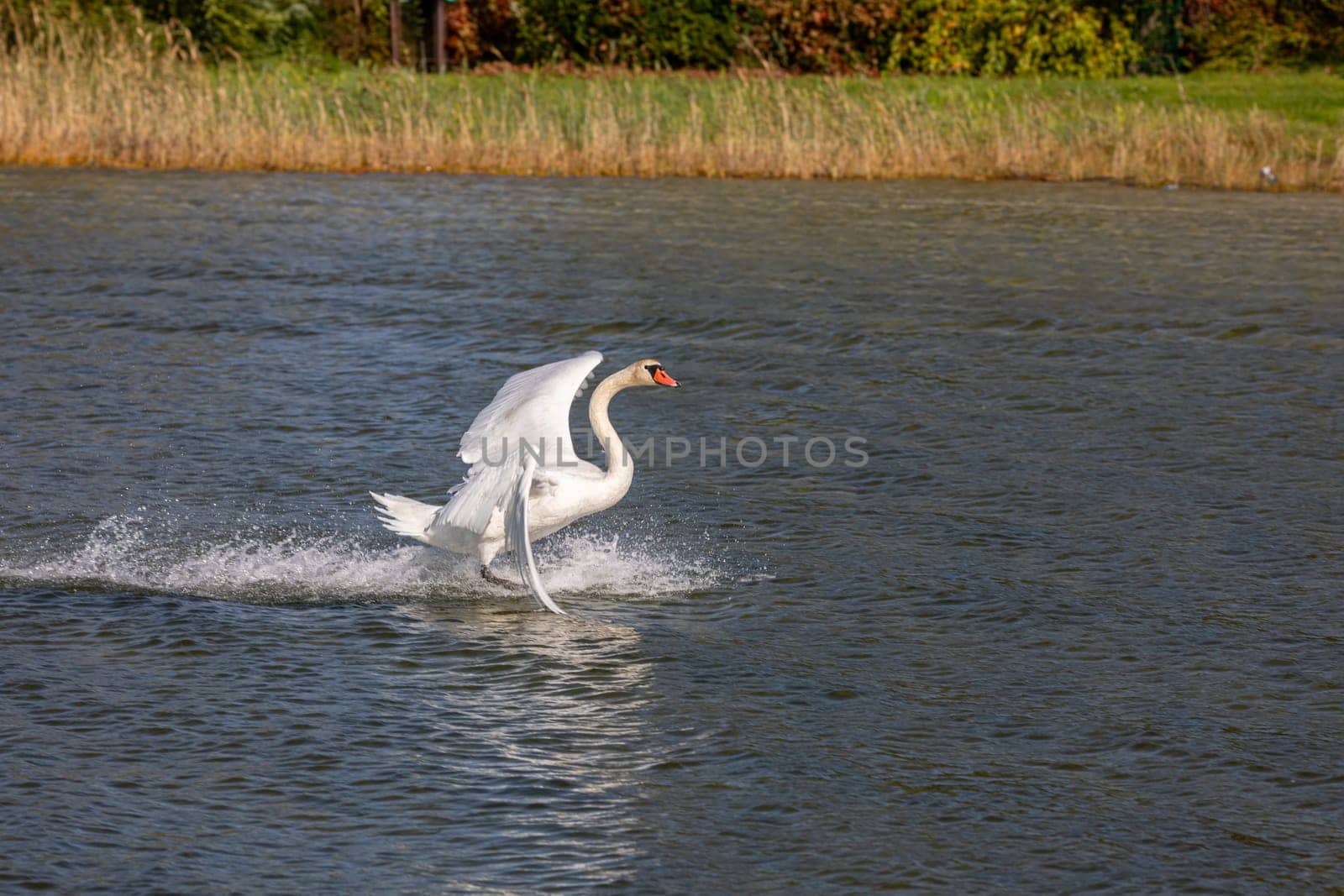 A graceful swan glides effortlessly across the tranquil water, beautifully capturing the essence of natures beauty
