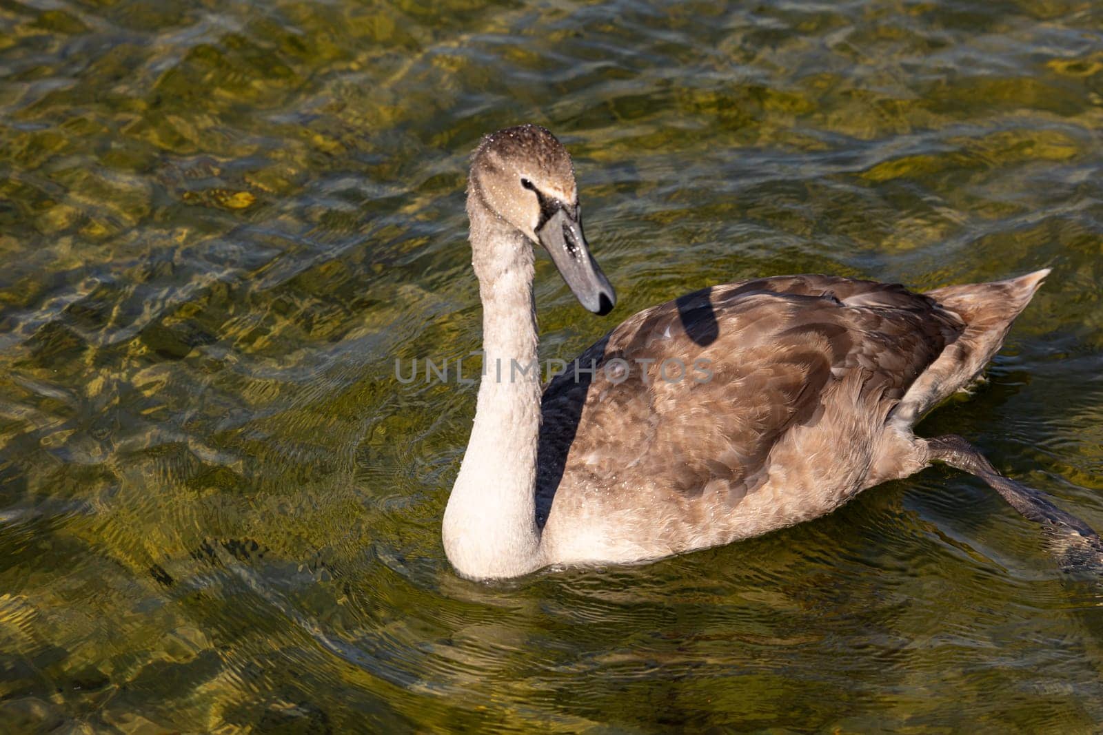 A young swan glides gracefully through the clear and shimmering water, showcasing its soft and fluffy feathers
