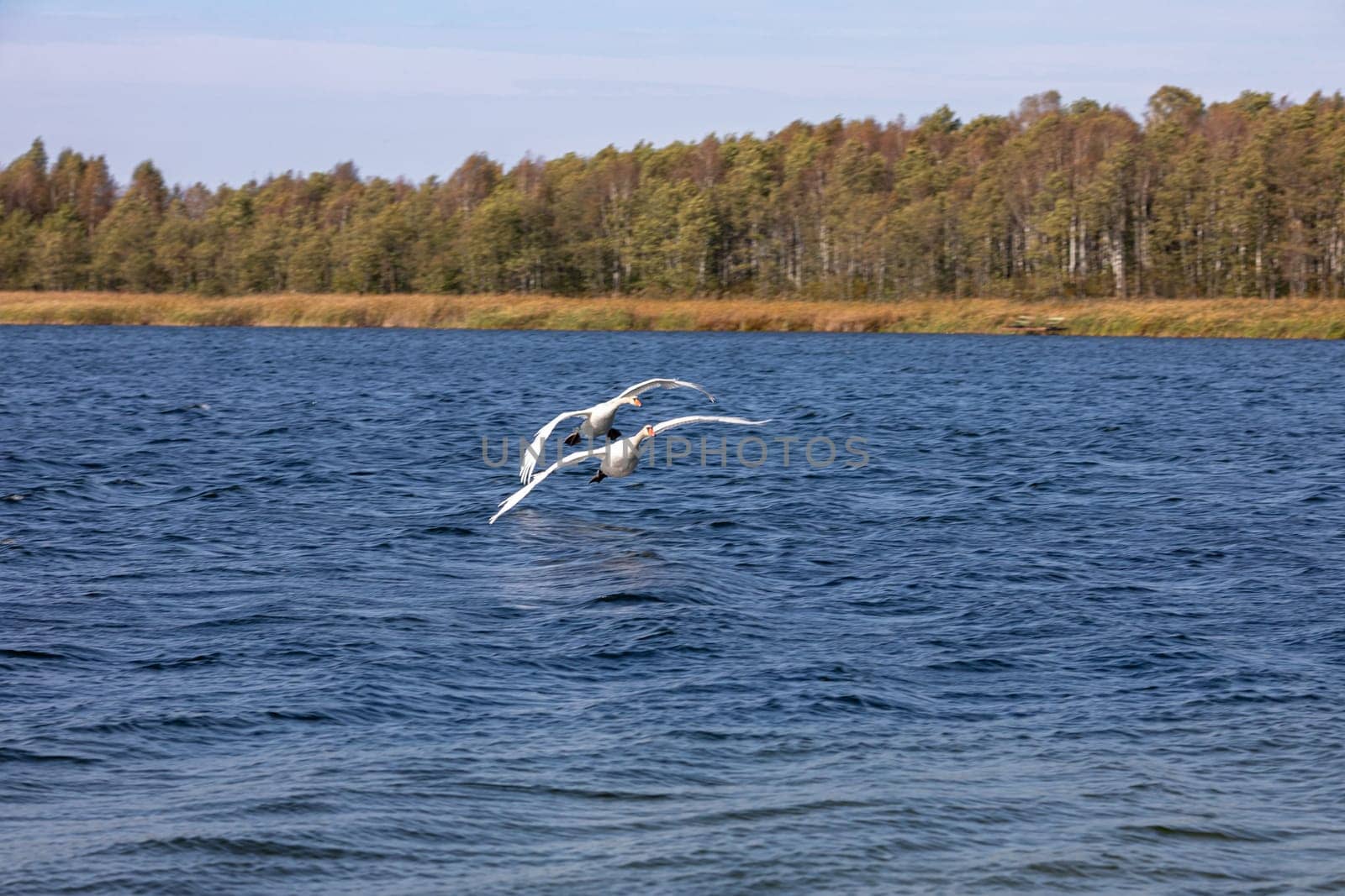 Elegant swans gracefully soaring above the tranquil waters, surrounded by vibrant and lush greenery all around