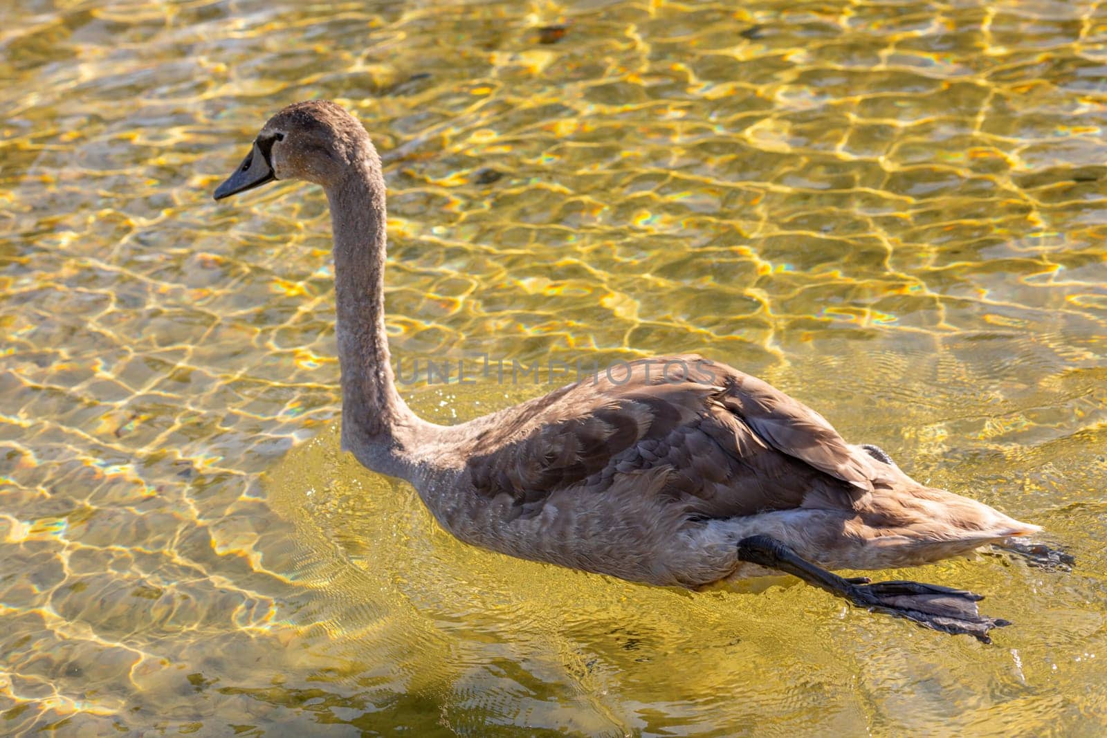A young, majestic swan gliding effortlessly through the clear blue water, perfectly showcasing its graceful posture