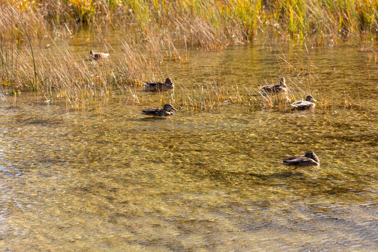 A serene and picturesque scene showcasing ducks peacefully floating on clear water amidst stunning fall vegetation