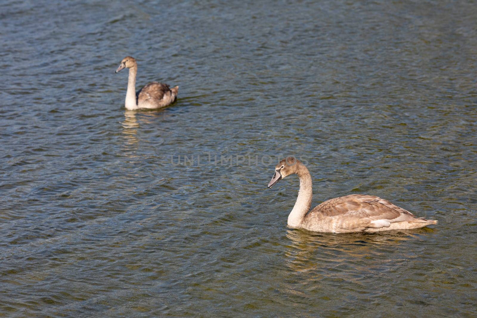 Graceful and elegant young swans glide effortlessly across the peaceful and serene surface of the water