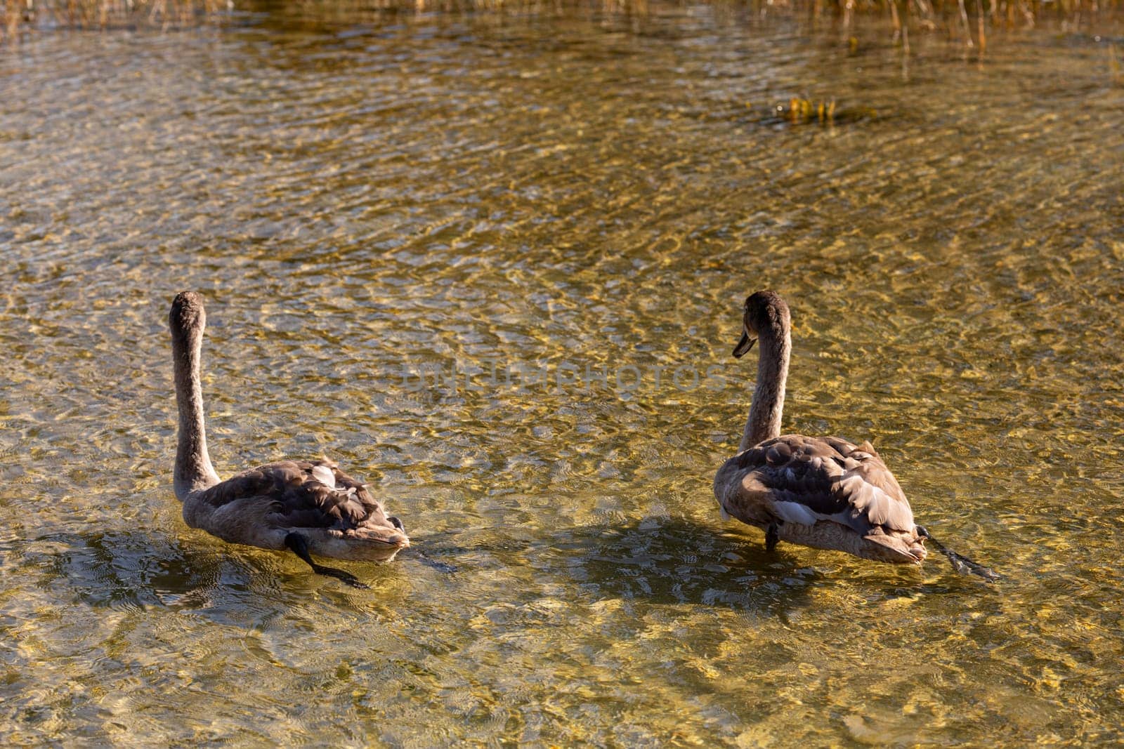 Two young swans are gracefully swimming in a tranquil pond that is beautifully surrounded by natures wonders