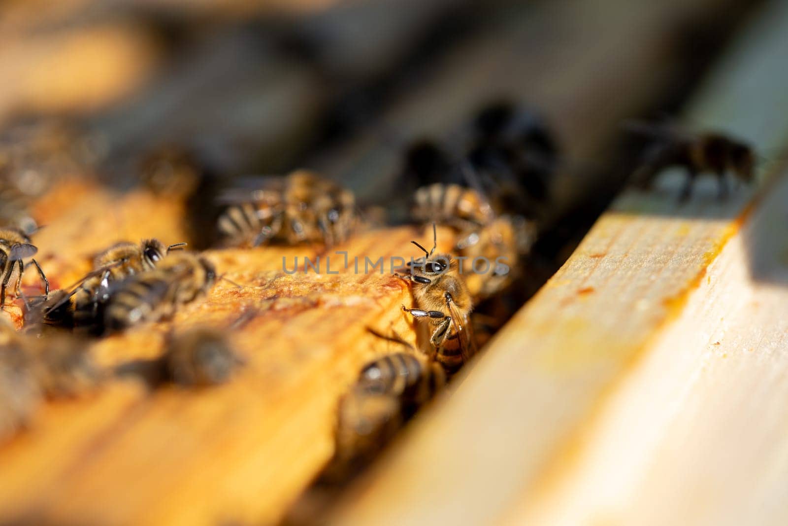 A closer look at busy bees working on their honeycomb in a beehive, illuminated by warm, natural sunlight