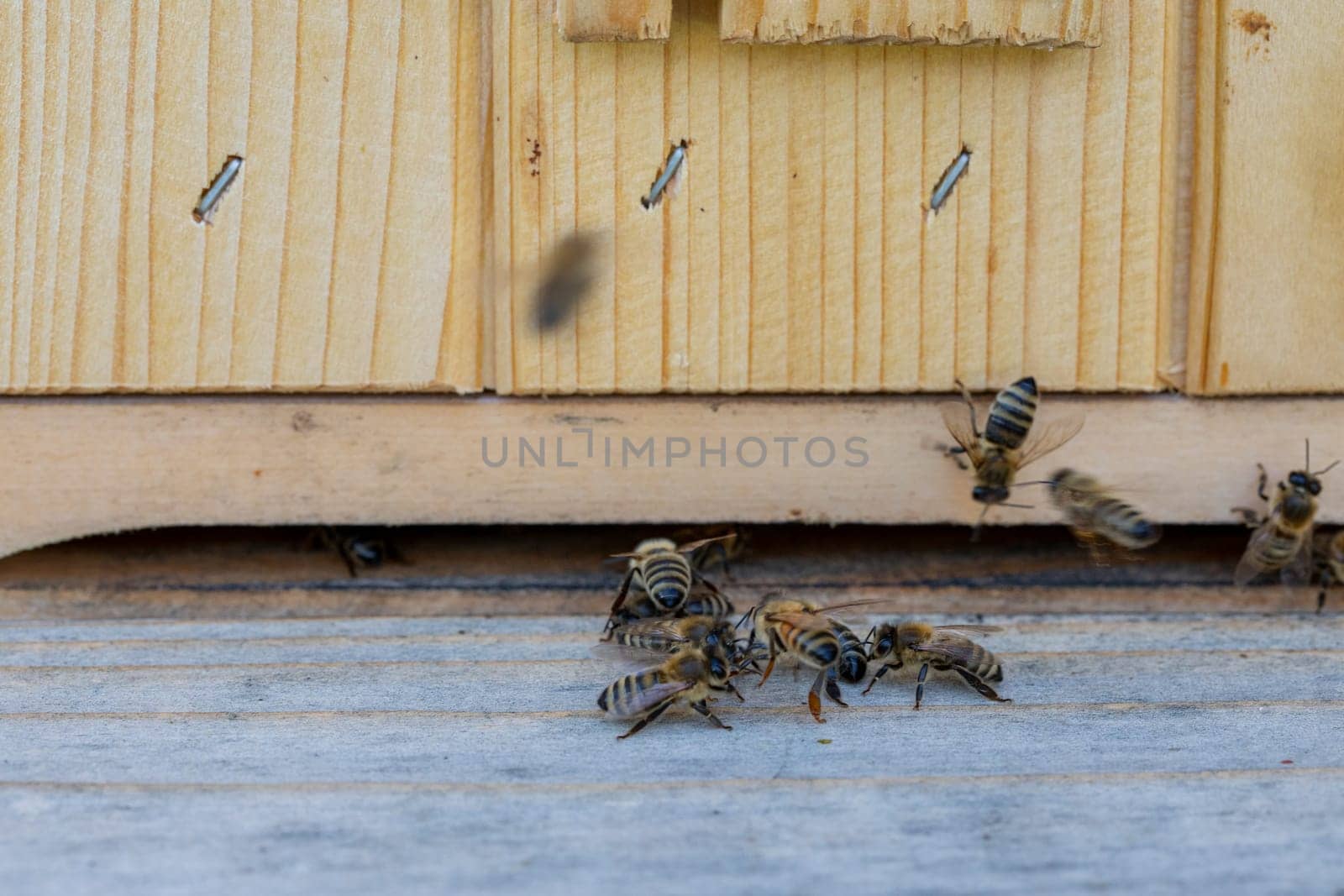 Busy bees are diligently gathering around their hives, showcasing natures important pollinators tirelessly at work