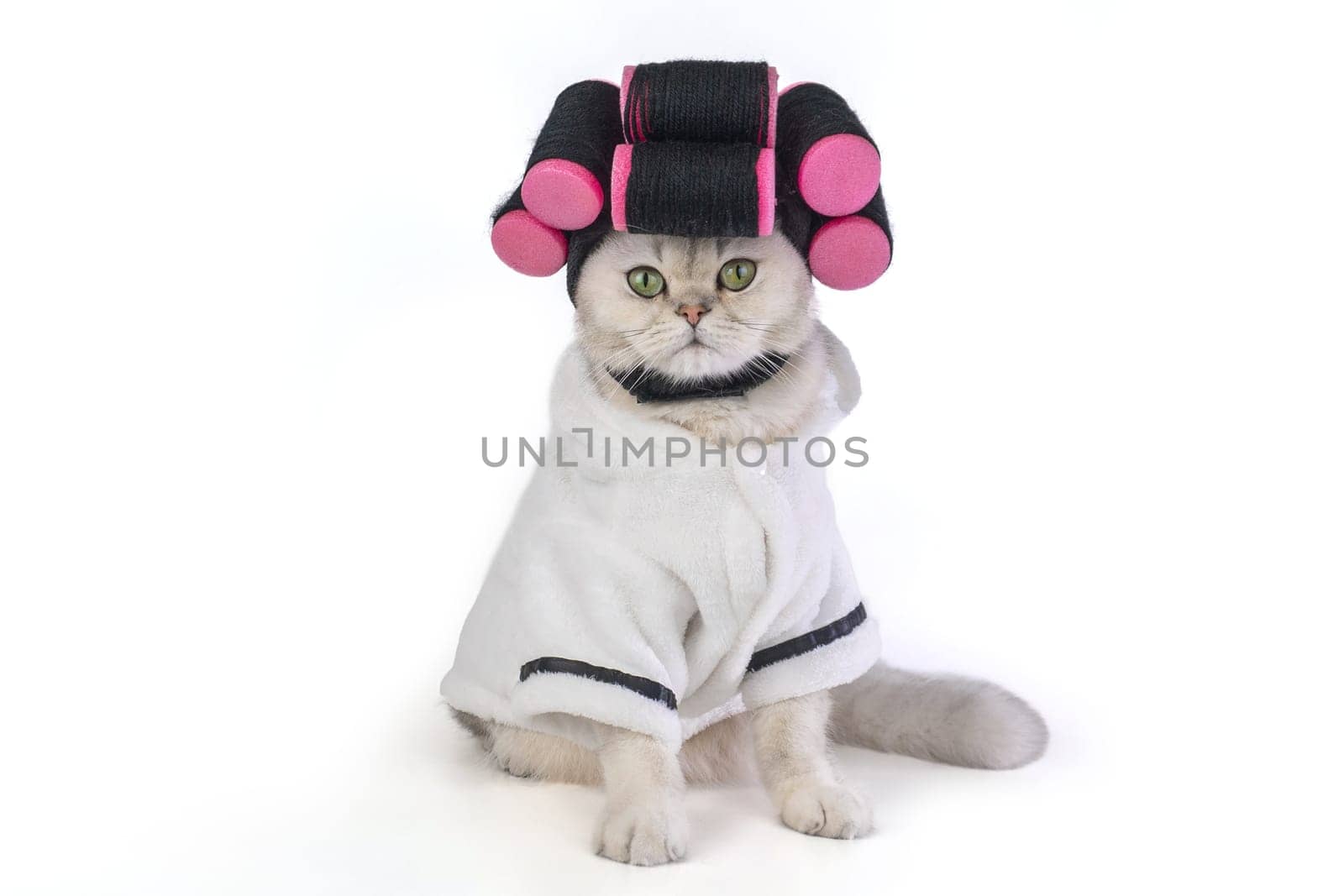 Cat with pink hair curlers in white bathrobe on white background. Copy space