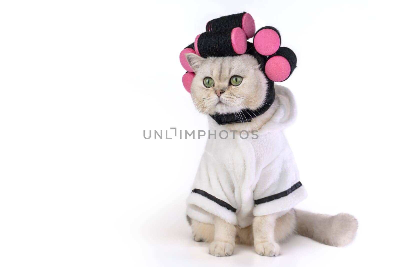 Funny cat wearing bathrobe and hair curlers on white background. Copy space