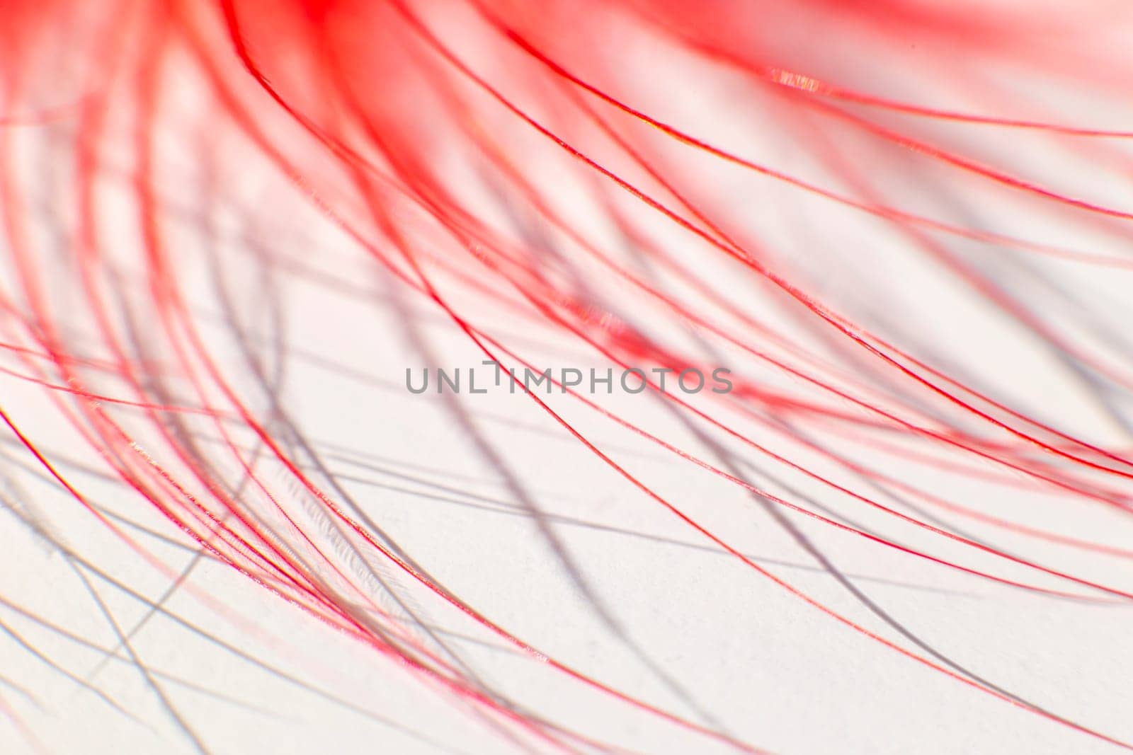 Fluff of red bird feather close up on white background.