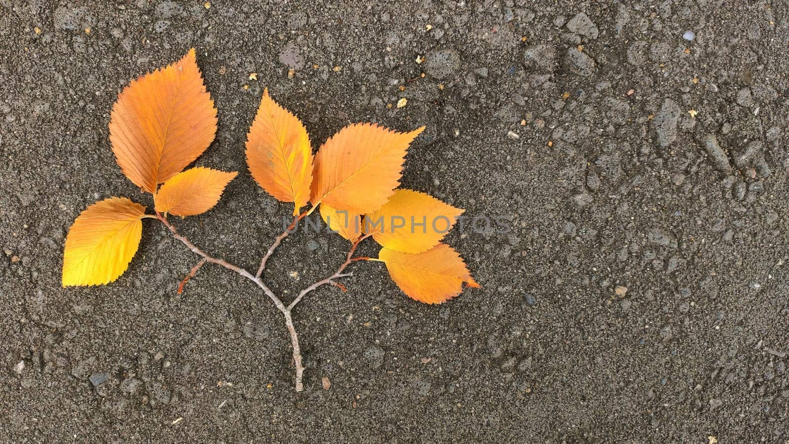 A beautiful branch with yellow leaves on the gray asphalt. Autumn leaf fall. Contrast of colors in nature. October in the park.